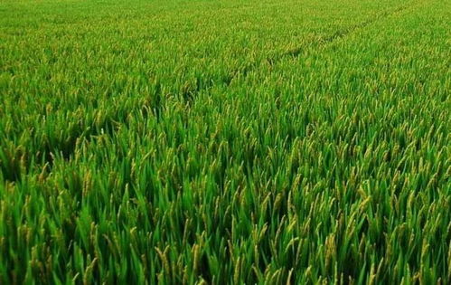 三大糧食作物保險(xiǎn)覆蓋擴(kuò)大 500個(gè)產(chǎn)糧大縣種植即享保障
