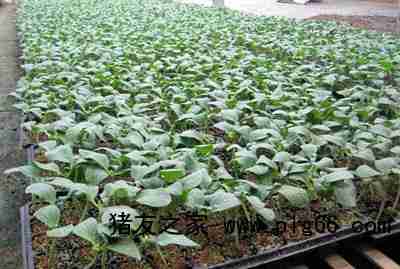 六盤水嫁接黃瓜苗 提升產(chǎn)量的關(guān)鍵技術(shù)與種苗廠選擇指南
