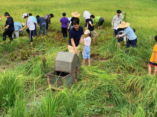 校園農(nóng)耕新風(fēng)尚 割水稻、打谷子、種作物、養(yǎng)鴨子，師生共筑勞動(dòng)實(shí)踐樂園
