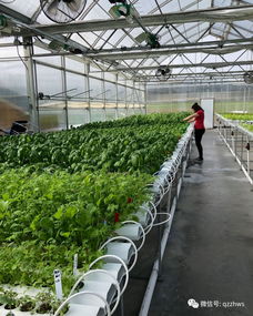無土栽培與植物工廠化 農(nóng)作物種植的未來之路